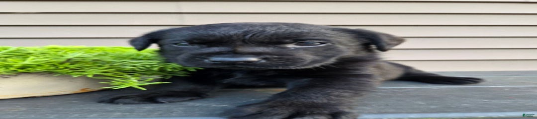 Big Boy