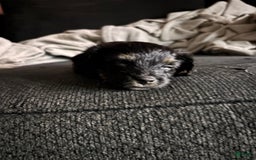 Miniature Schnauzer dogs for sale: Miniature Schnauzer 3 puppies - Image 6