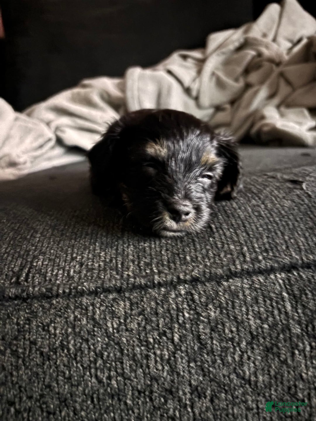 Miniature Schnauzer dogs for sale: Miniature Schnauzer 3 puppies - Image 6