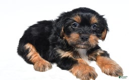 Shorkie dogs for sale: Winnie - Image 3