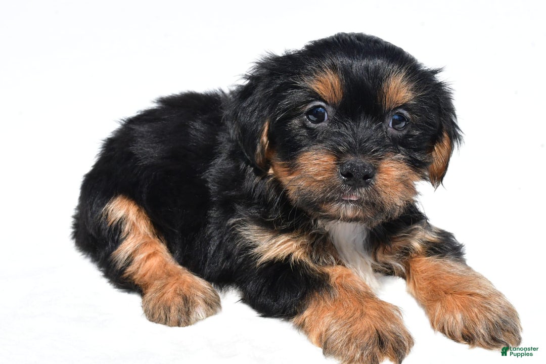 Shorkie dogs for sale: Winnie - Image 3
