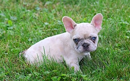 French Bulldog dogs for sale: Angie - Image 6