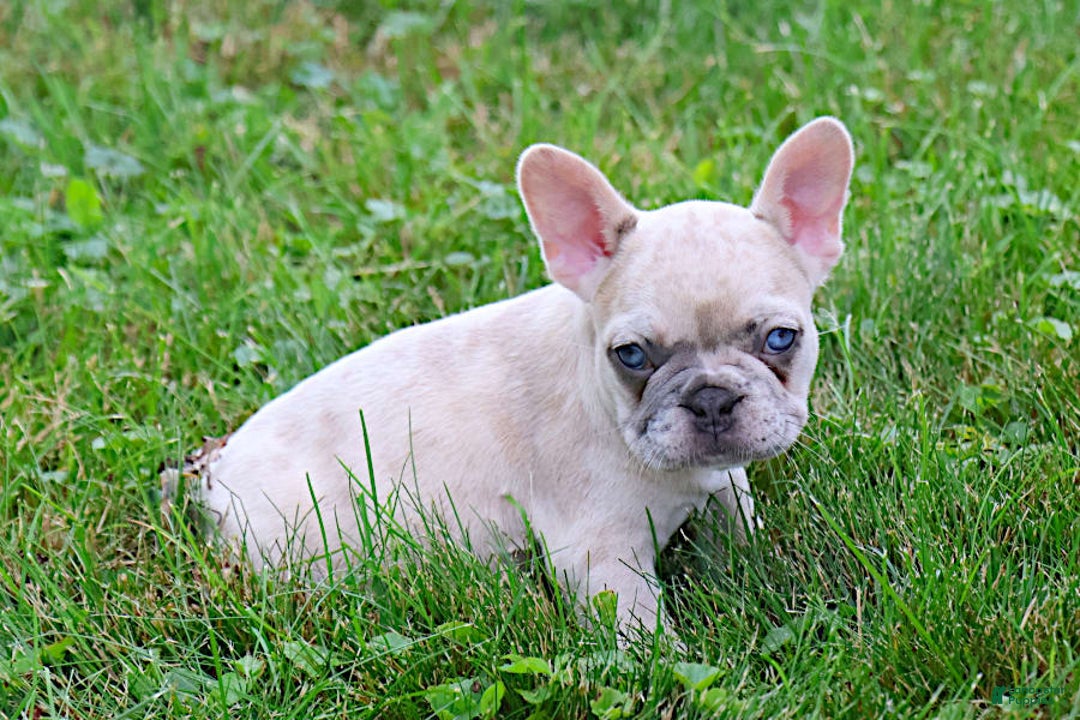 French Bulldog dogs for sale: Angie - Image 6