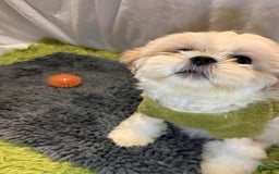 Shih Tzu dogs for sale: Maverick - Image 1