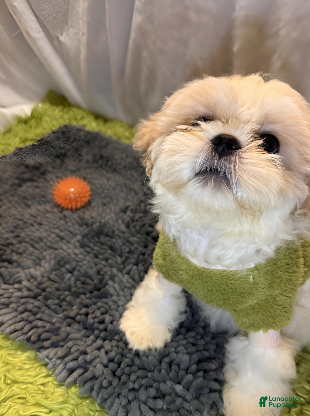 Shih Tzu dogs for sale: Maverick - Image 1