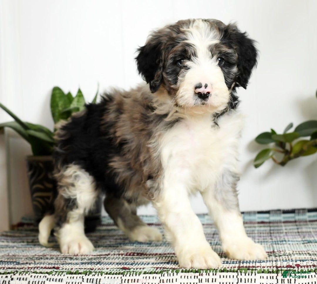 Aussiedoodle dogs for sale: Tucker - Image 6