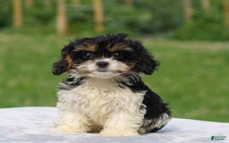 Cavachon dogs for sale: Aden - Image 1