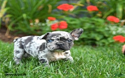 French Bulldog dogs for sale: Bixie - Image 5