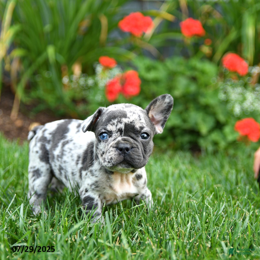 French Bulldog dogs for sale: Bixie - Image 5
