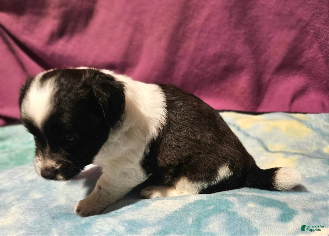 Chihuahua dogs for sale: Mani - Image 15