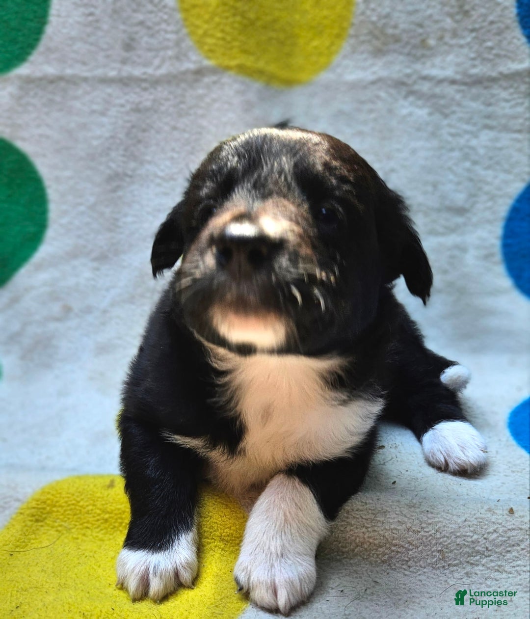 Border Collie dogs for sale: Francis - Image 4