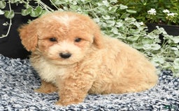 Bichpoo dogs for sale: Skipper - Image 9