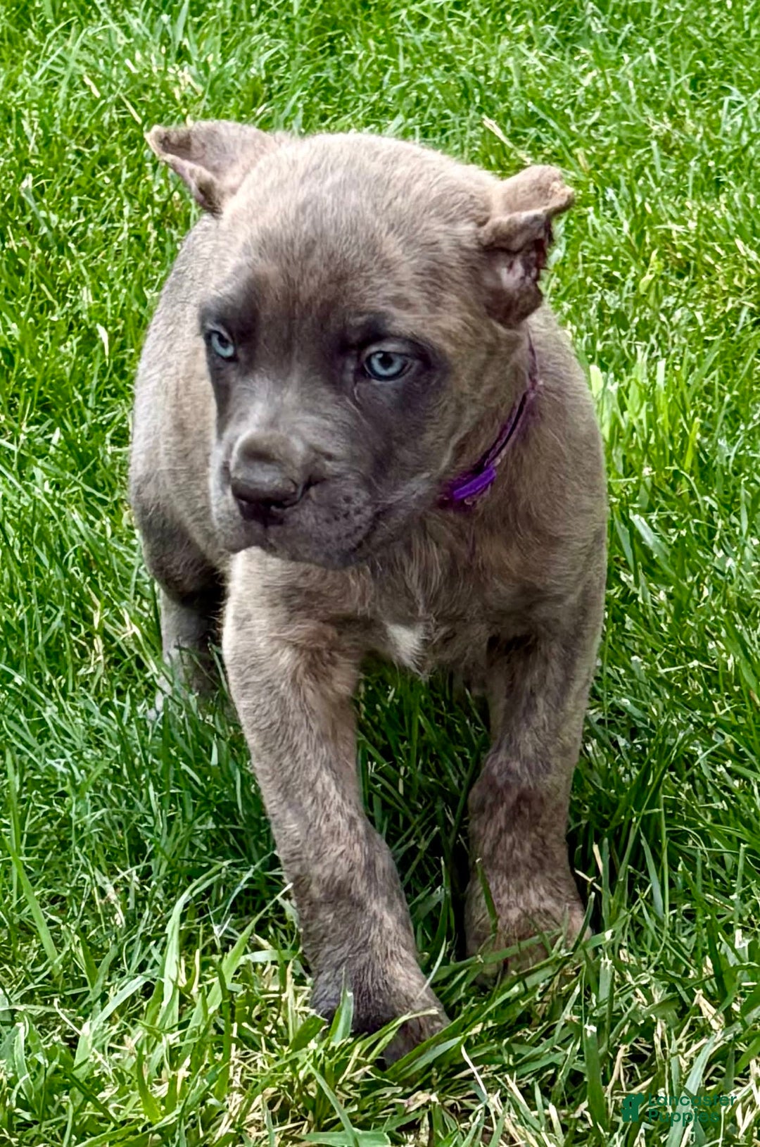 Cane Corso dogs for sale: Brynn - Image 8