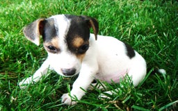 Jack Russell Terrier dogs for sale: Snickers - Image 5