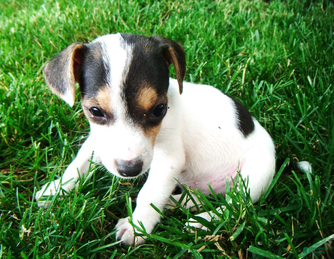 Jack Russell Terrier dogs for sale: Snickers - Image 5