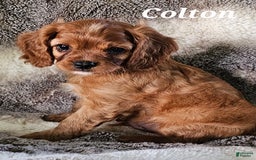 Cavalier King Charles Spaniel dogs for sale: Colton - Image 7