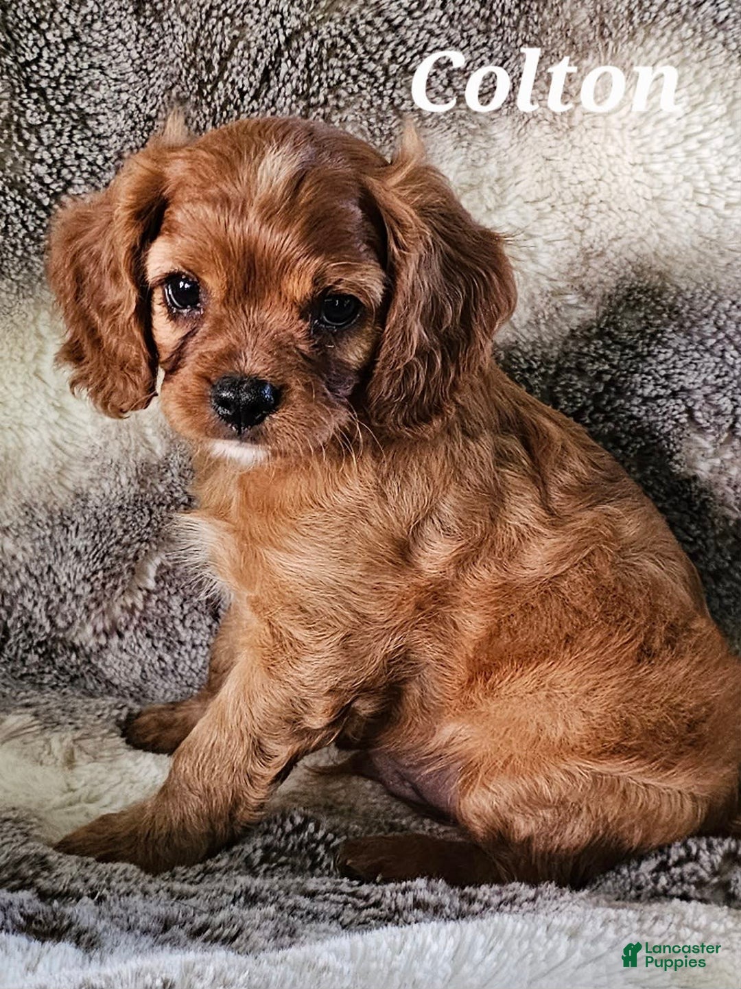 Cavalier King Charles Spaniel dogs for sale: Colton - Image 7