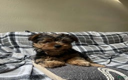 Yorkshire Terrier dogs for sale: Milo - Image 4