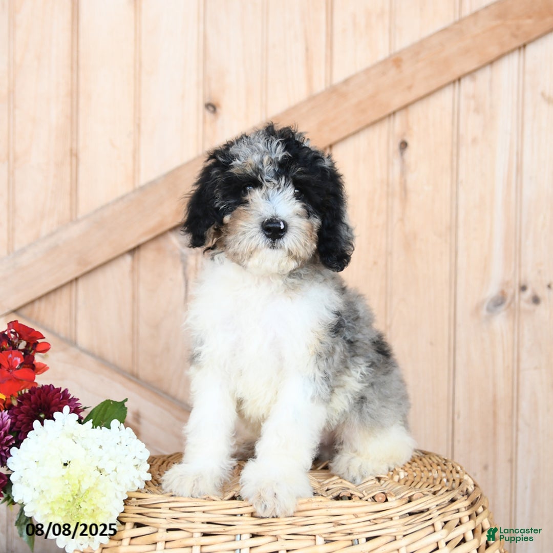 Miniature Poodle dogs for sale: Theo - Image 1