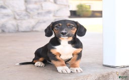 Basset Hound dogs for sale: Bentley - Image 4