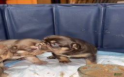 French Bulldog dogs for sale: Amara - Image 11