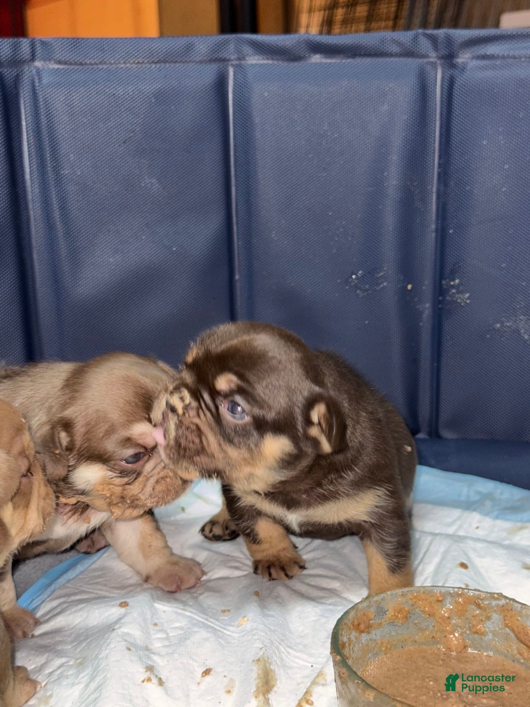 French Bulldog dogs for sale: Amara - Image 11