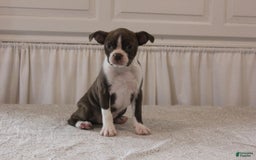 Boston Terrier dogs for sale: Sugar - Image 15