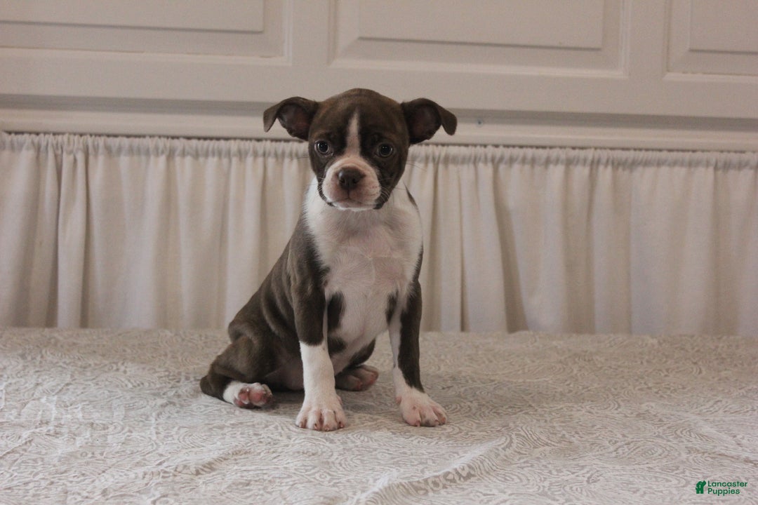 Boston Terrier dogs for sale: Sugar - Image 15