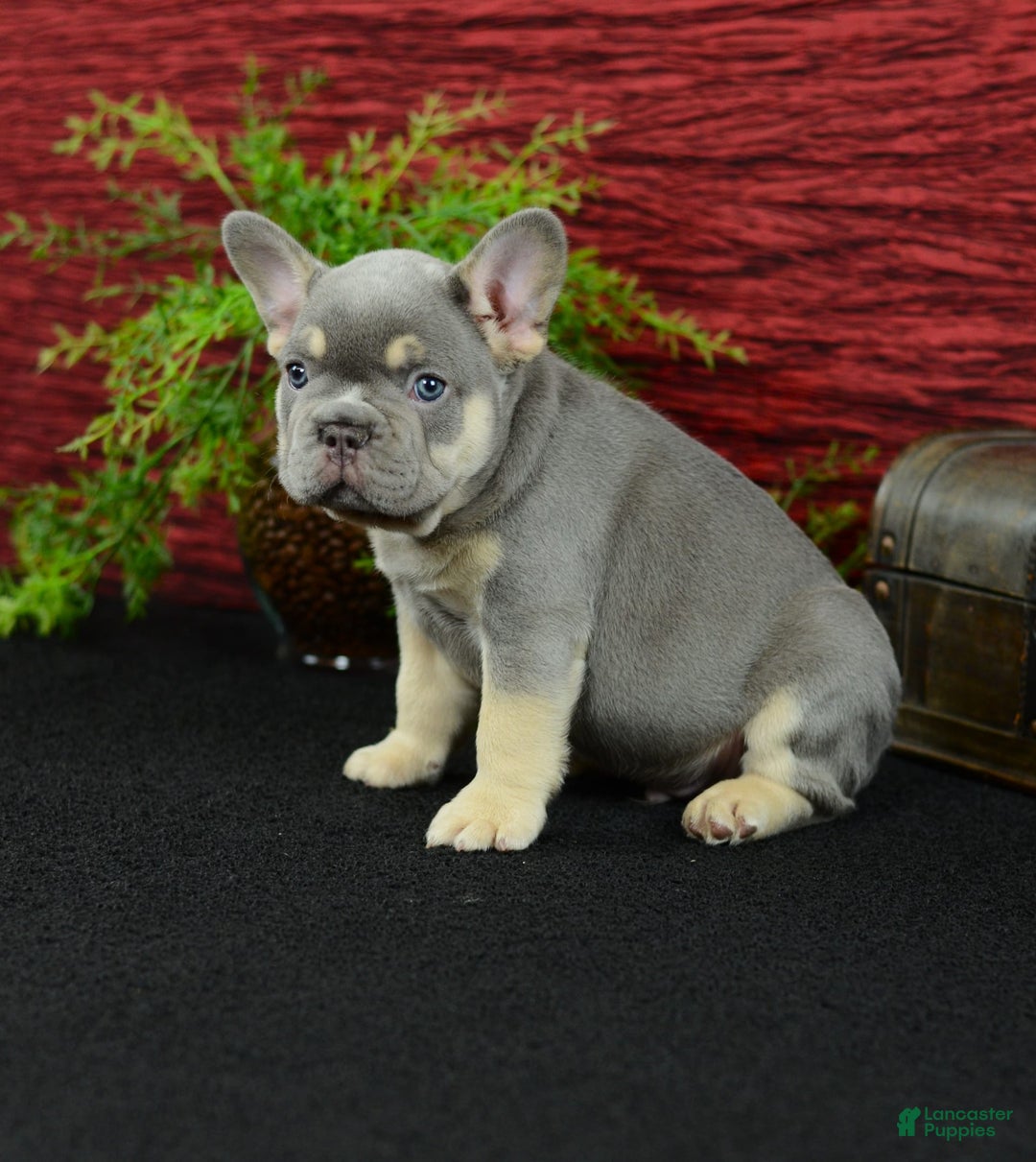 French Bulldog dogs for sale: French Bulldog 3 puppies - Image 13