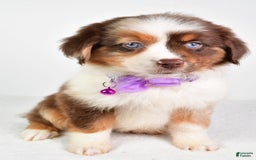 Miniature Australian Shepherd dogs for sale: Teresa - Image 6