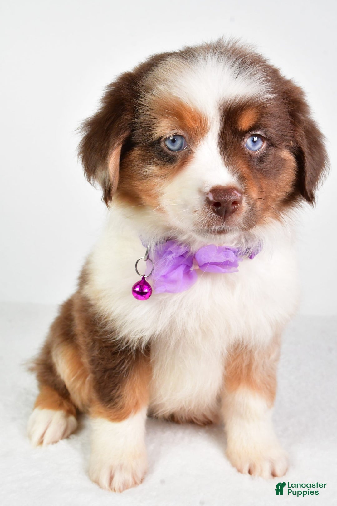 Miniature Australian Shepherd dogs for sale: Teresa - Image 6