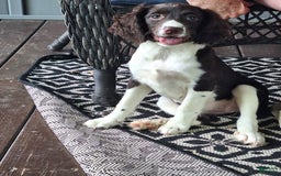 English Springer Spaniel dogs for sale: Jonie - Image 3
