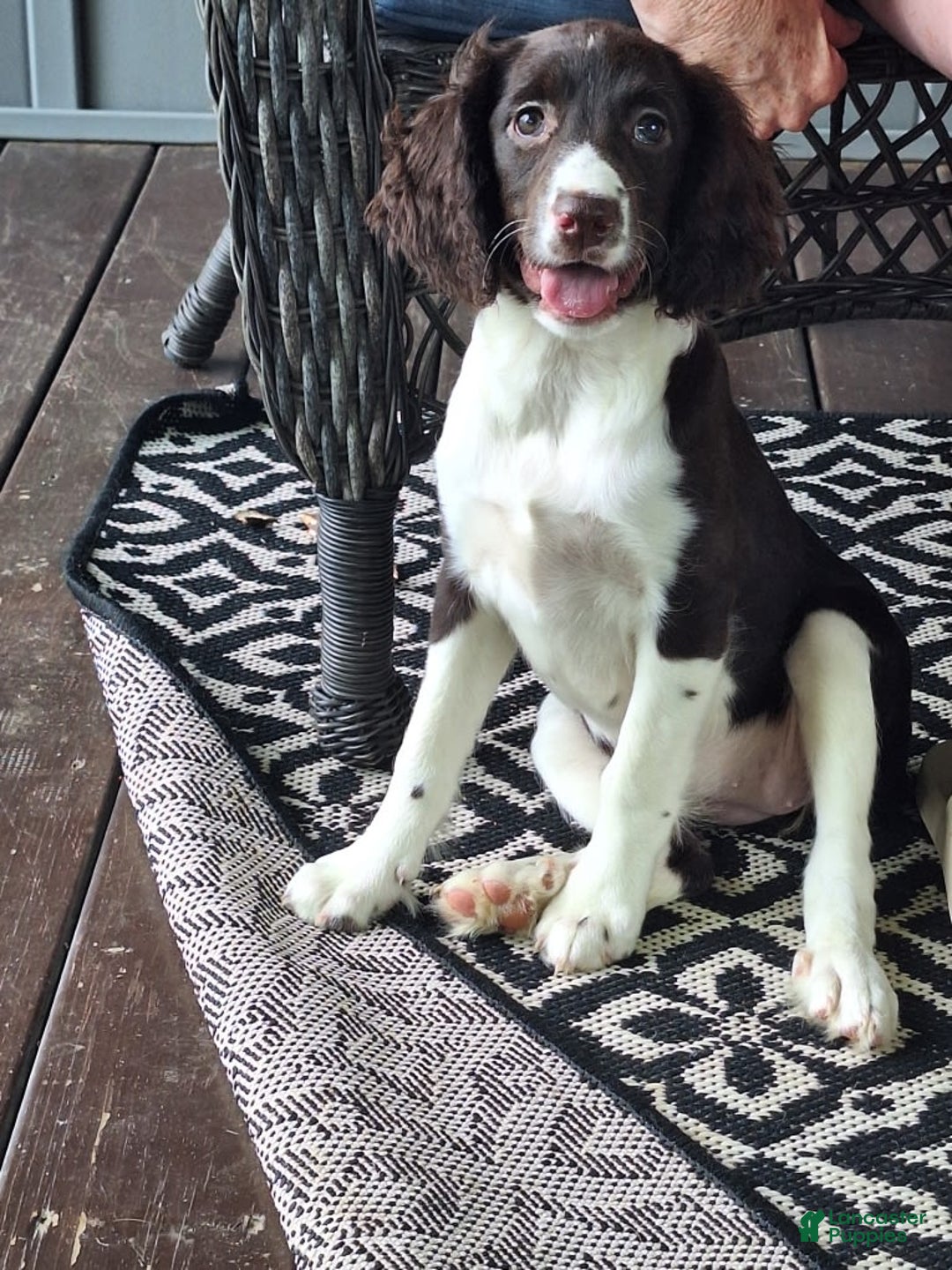 English Springer Spaniel dogs for sale: Jonie - Image 3