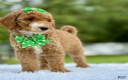 Goldendoodle dogs for sale: Dream - Image 11