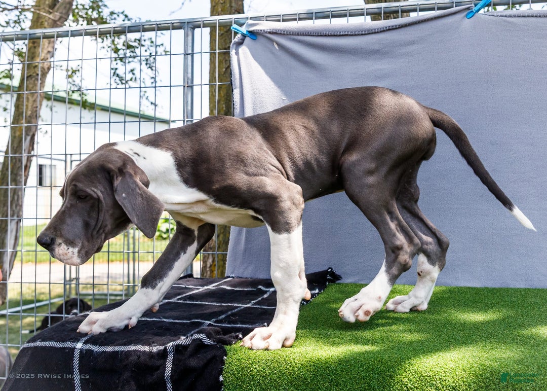 Great Dane dogs for sale: Missy - Image 18