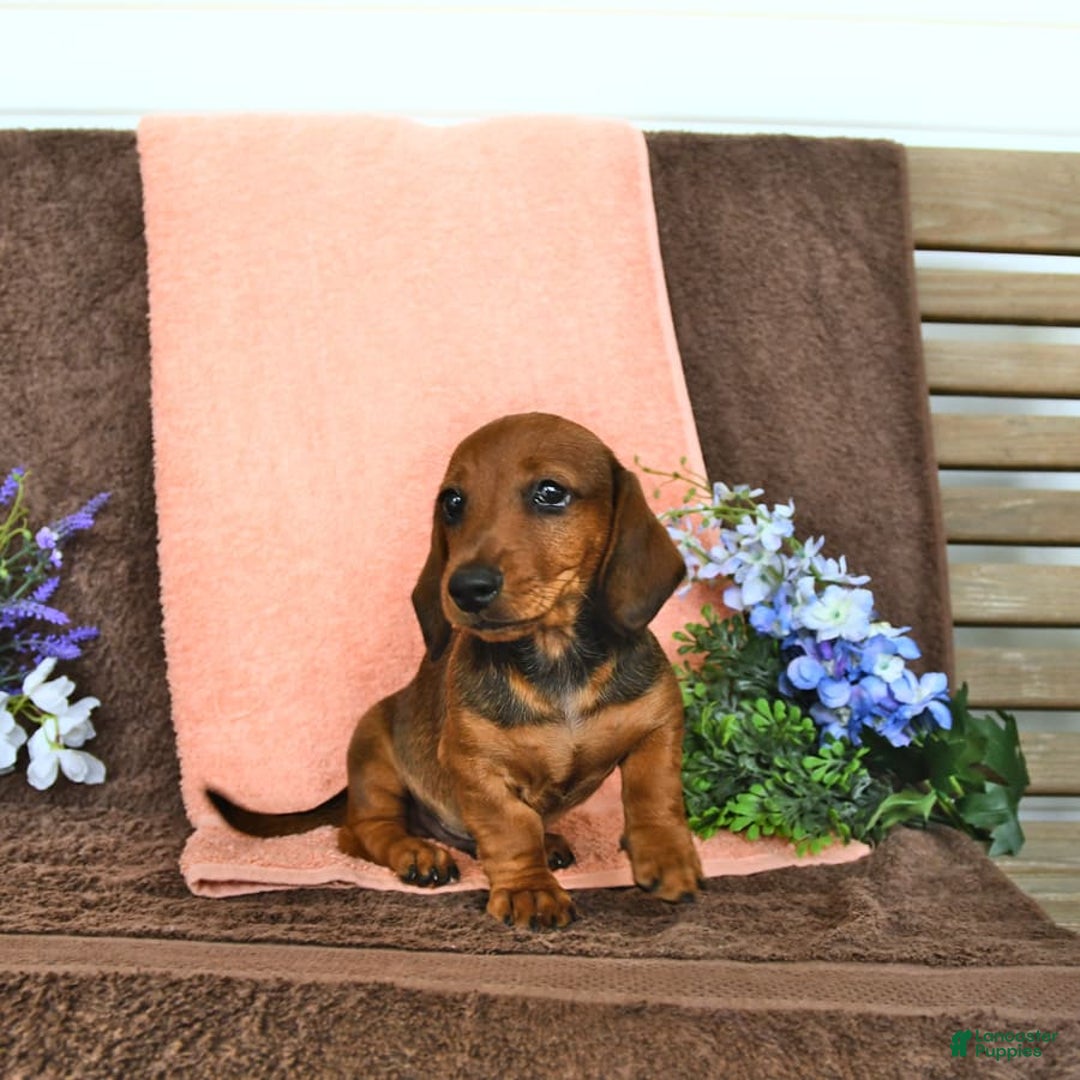 Miniature Dachshund dogs for sale: Patrick - Image 10