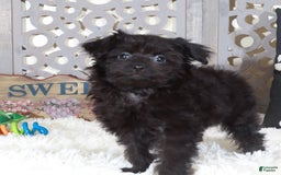 Pomapoo dogs for sale: Knight - Image 5