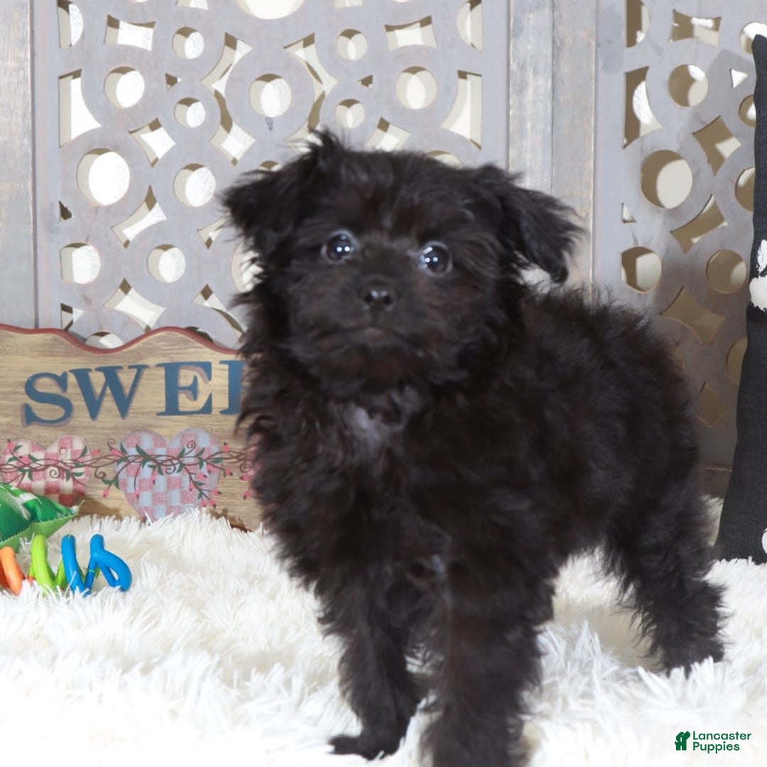 Pomapoo dogs for sale: Knight - Image 5