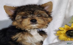 Yorkshire Terrier dogs for sale: Sheldon - Image 5