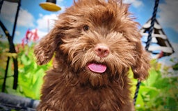 Havapoo dogs for sale: Wiggles - Image 21