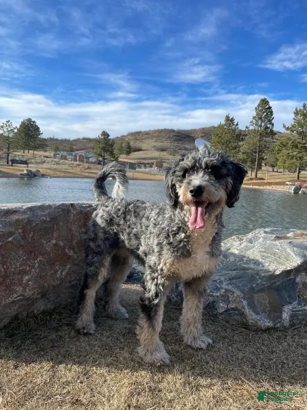 Bernedoodle dogs for sale: 6 - Image 4