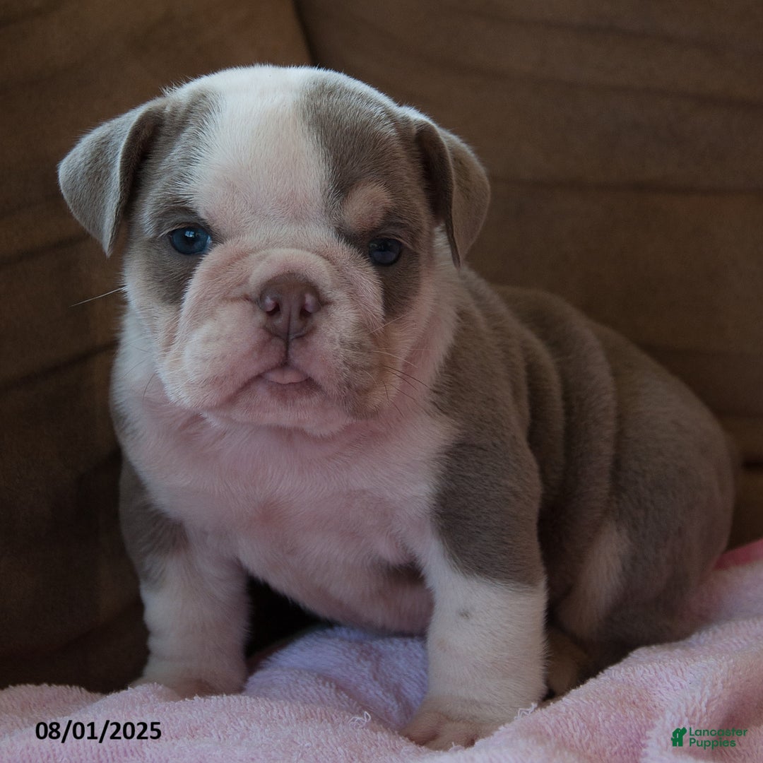 English Bulldog dogs for sale: Patsy - Image 2