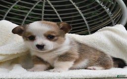 Welsh Corgi Pembroke dogs for sale: Rose - Image 9