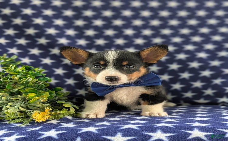 Welsh Corgi Pembroke dogs for sale - Ad 1