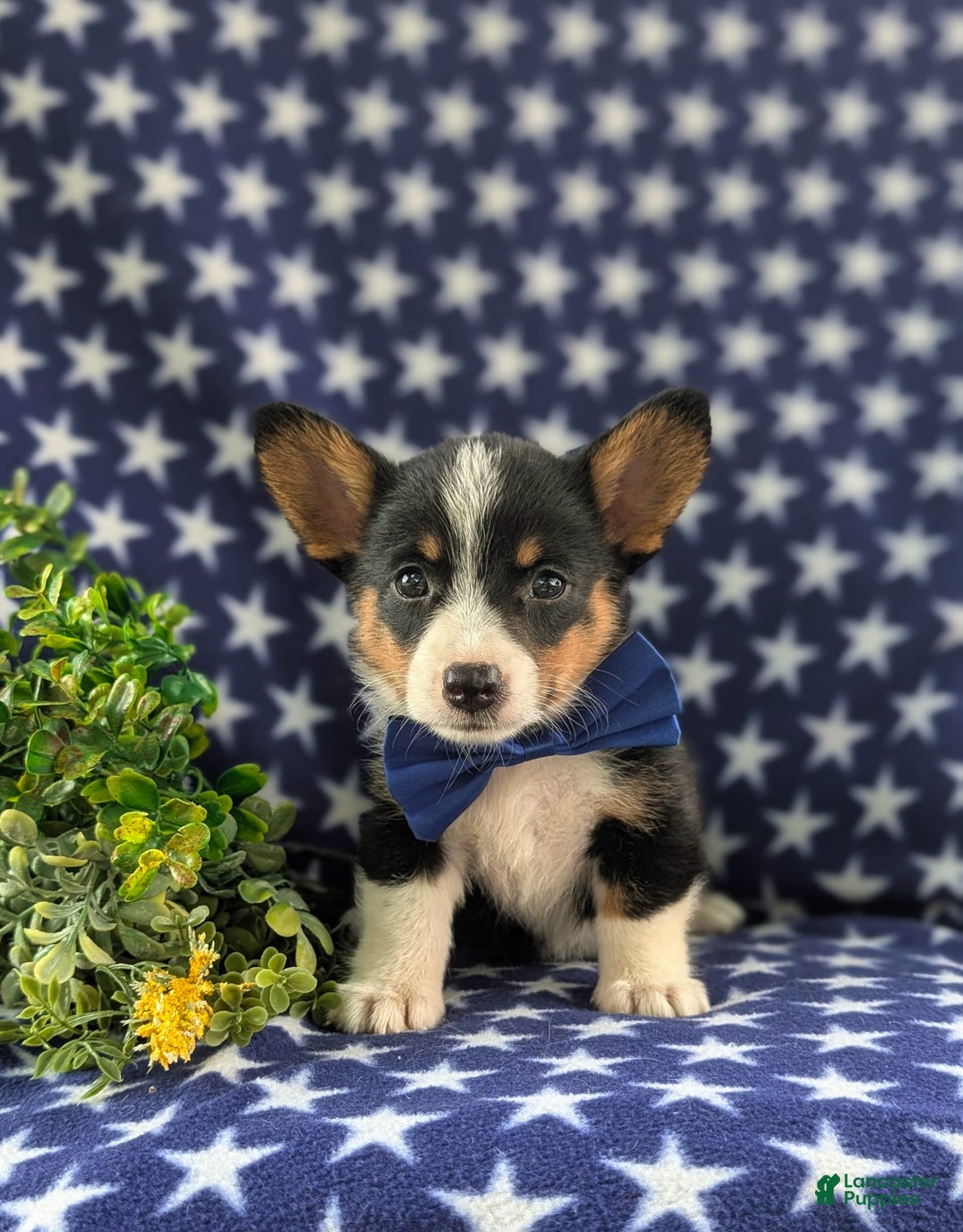 Welsh Corgi Pembroke dogs for sale: Kendall - Image 1