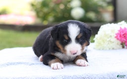 Bernese Mountain Dog dogs for sale: Parker AKC - Image 6