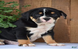 Beabull dogs for sale: Clint - Image 1