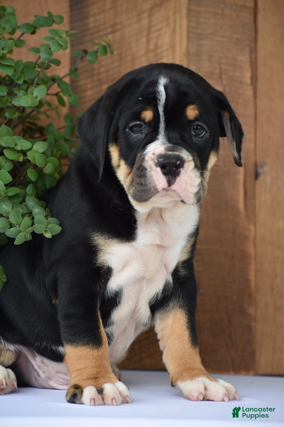 Beabull dogs for sale: Clint - Image 1
