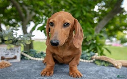 Miniature Dachshund dogs for sale: Fawn - Image 5