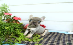 French Bulldog dogs for sale: Diamond - Image 2